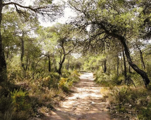 Naturaleza en la Vallesa